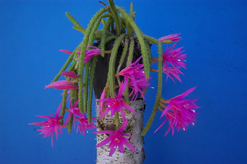 aporocactus conzattiixchiapasia nslsoni